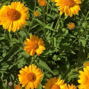 Meet your Posher, Cadence